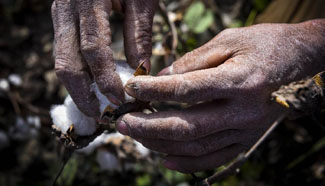 Cotton harvest to finish at end of October in Tarim Basin, China's Xinjiang