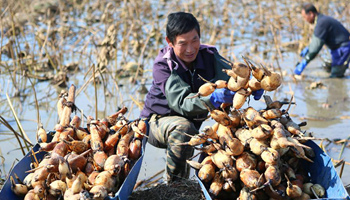 Farmers busy collecting lotus roots as harvest season comes in E China