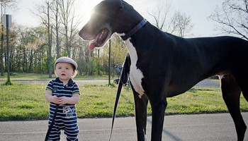 Toddler and big dog
