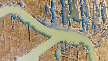 Winter scenery of Qilihai Wetland in China's Tianjin
