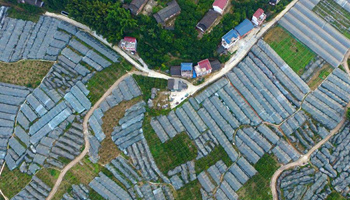 Aerial photos of kumquat fields in south China's Guangxi