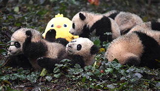 Cute baby giant pandas in SW China's Sichuan