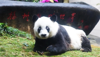 World's oldest living panda in captivity celebrates 37th birthday