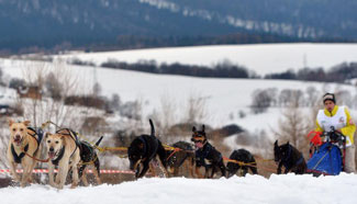 Dog sled races held in Poland