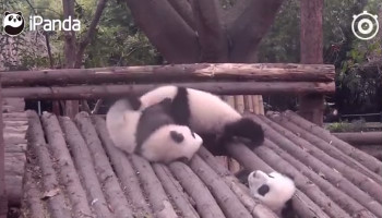 Panda who gets head stuck steals scene
