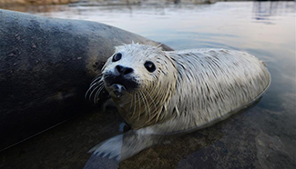 Newborn spotted seal cub seen in Yantai City, E China