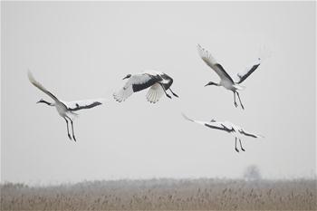 Red-crowned cranes seen at national nature reserve in E China