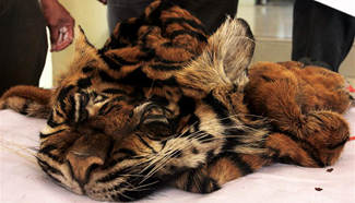 Indonesian police shows skin of Sumatran tiger at press conference