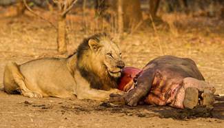 Big cats and their Sunday lunch