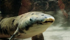 世界最長壽魚在美水族館離世