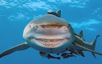 奇妙！美海岸一鯊魚面帶微笑似卡通形象