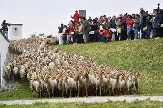 群羊遷徙