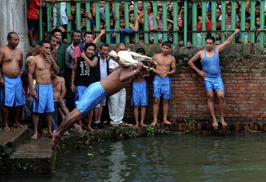尼泊爾民眾舉辦水中殺山羊比賽