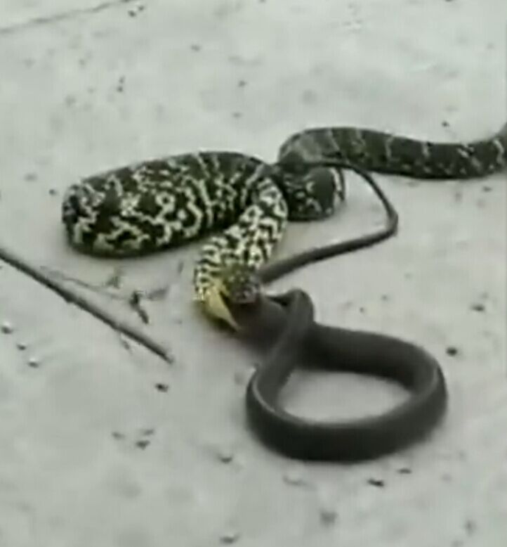 小印花蛇逆袭吞食大乌鞘蛇（组图） -国际频道-新华网