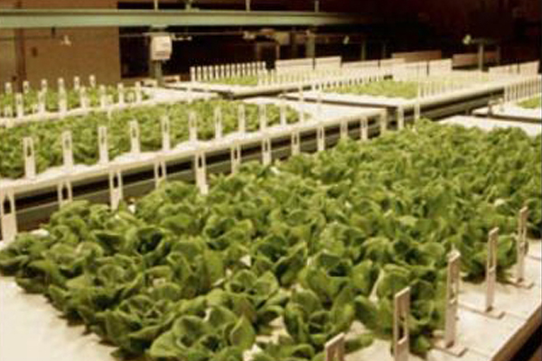 日本打造首家全自動農場 機器人種菜