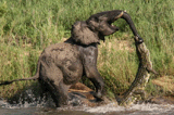 南非保護區上演公象與鱷魚殊死搏鬥驚險場面