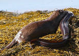 蘇格蘭水瀨捕捉巨型海鰻喂食幼崽