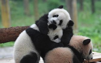 重慶動物園三隻大熊貓幼崽集體亮相