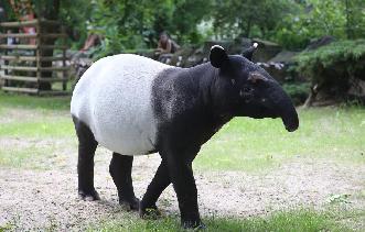 波蘭動物園的馬來貘
