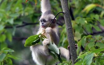 探訪香格里拉滇金絲猴國家公園
