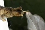 美公園小貓輕撫海豚暖心親密玩耍