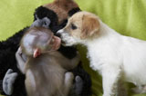 英小黑猩猩遭遺棄與小狗變好友（組圖）