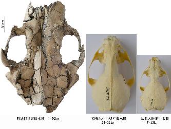 雲南昭通發現600萬年前巨型水獺新種化石