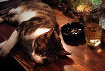日本開全球首家貓咪酒吧與貓共餐緩孤獨（組圖）