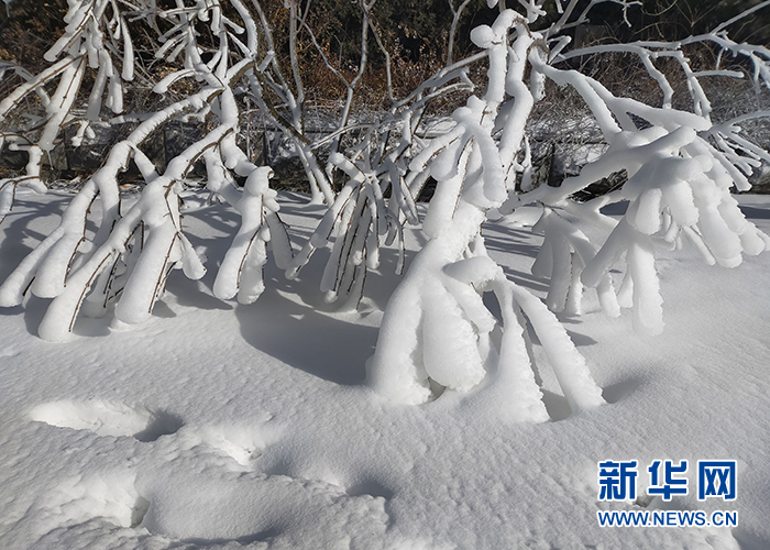 济南:春雪压枝头 雪雾蒙蒙游人不休