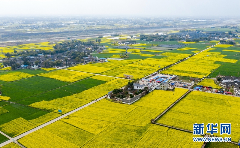 "飞阅"中国】四川广汉:油菜花开