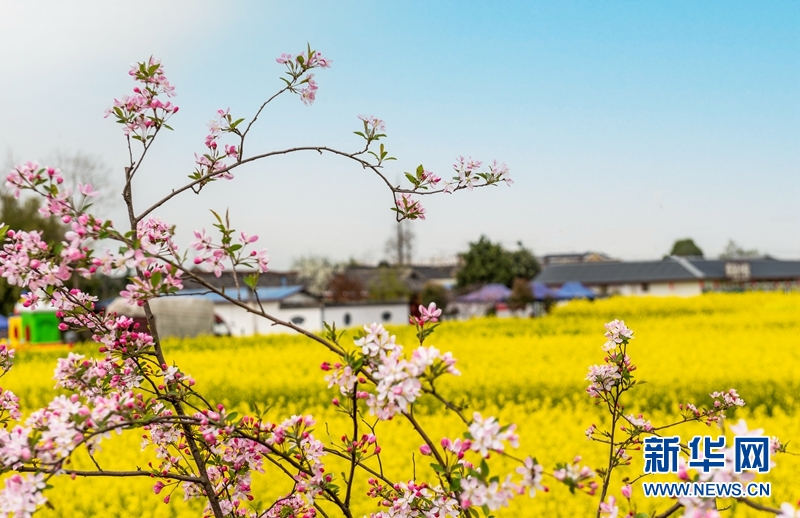 【"飞阅"中国】四川广汉:油菜花开