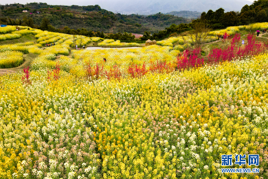 彩色油菜花海点靓醉美春天