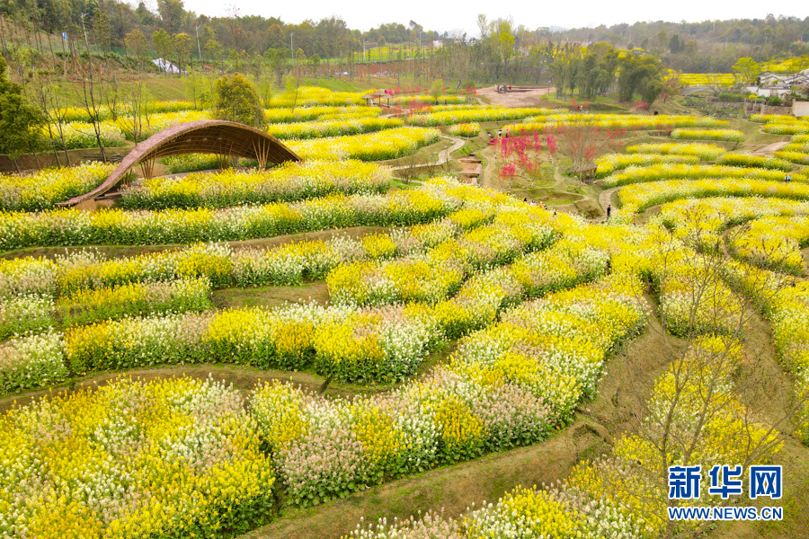 彩色油菜花海点靓醉美春天