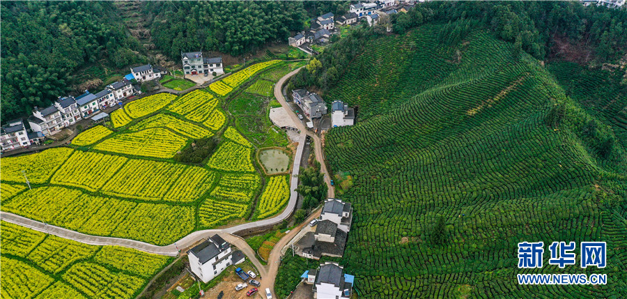 3月18日,航拍安徽省黄山市祁门县金字牌镇莲花村茶园景色.