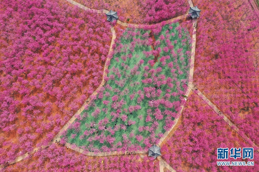 "飞阅"云南宜良樱花谷 粉色花海醉游人