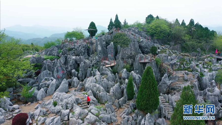 近日,位于安徽省芜湖市南陵县的丫山风景区内,牡丹进入盛花期.