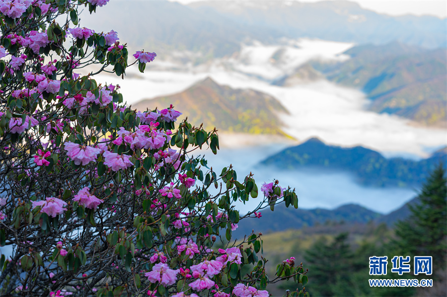 五一临近神农架高山杜鹃花盛放迎客