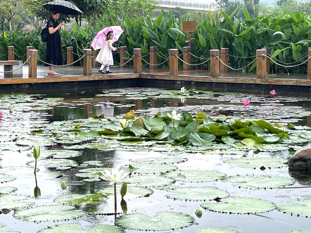 全国城市节约用水宣传周 海绵城市建设如何带来“会呼吸”的生活？