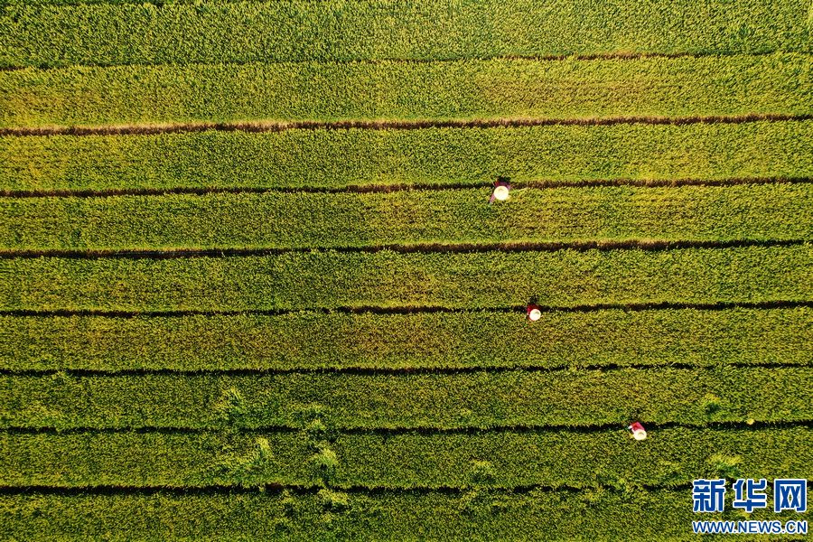 【飞"阅"中国】中原大地 麦田如画