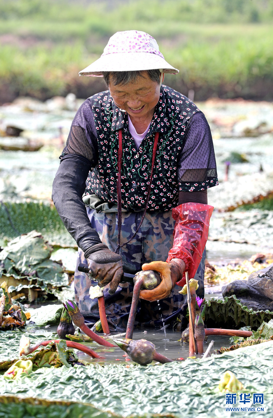 "飞阅"中国】芡实迎丰收 农户采摘忙