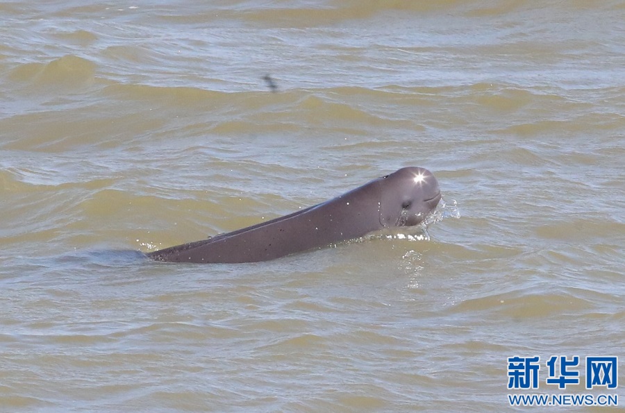 玩嗨了赣水悠悠微笑天使江豚畅游欢跃