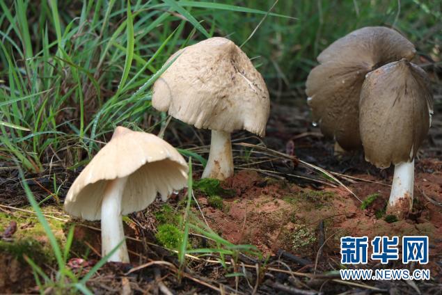 像常见的可食用的野生菌:松茸,干巴菌,鸡枞菌,羊肚菌,青头