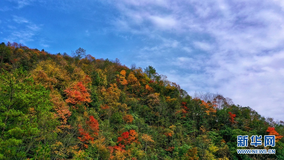 图为初冬时节,湖北省恩施州恩施市红土乡长石公路三汊溪,漫山遍野层