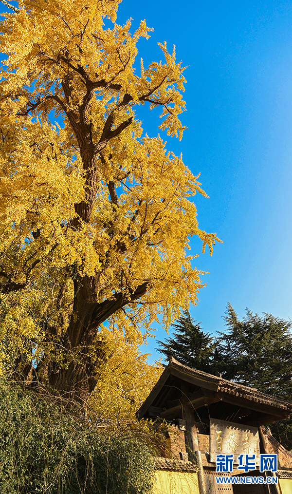 冬日,百塔寺千年古银杏树高耸在寺院中.