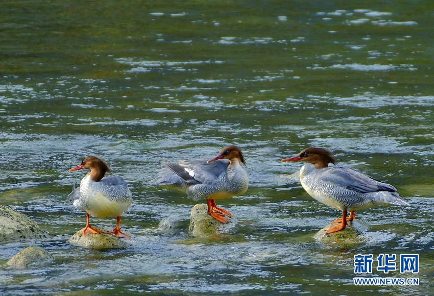 中华秋沙鸭再现湖北恩施