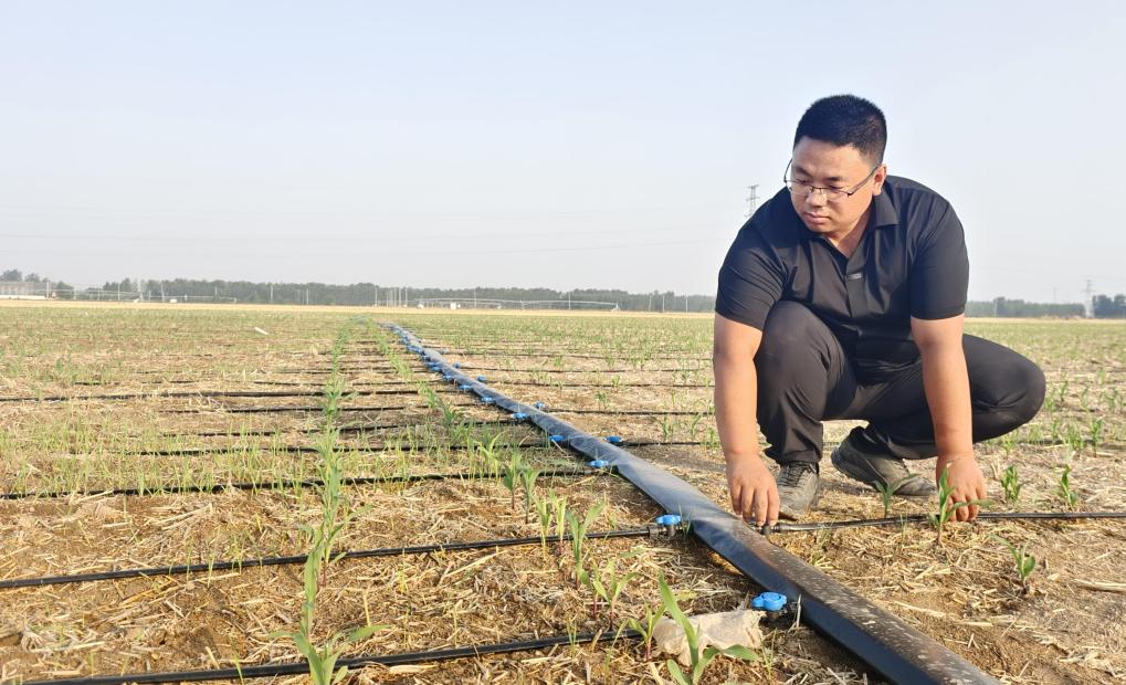 大兴农场有限公司发展特色种植助农增收