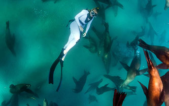 女潜水员与海狮群水下浪漫"共舞"