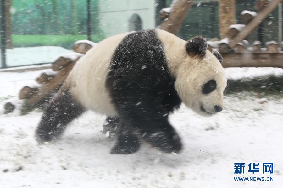 雪中熊猫乐趣多[组图]