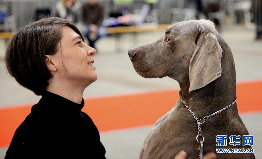 布鲁塞尔犬博会[组图]