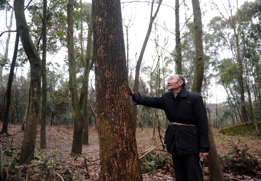 九旬老人40年造林甘守清贫[组图]